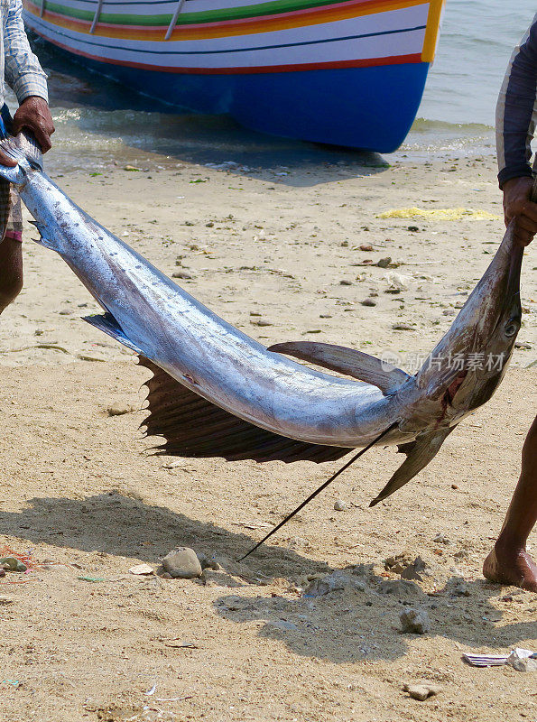 在印度南部喀拉拉邦附近的印度洋上，刚捕到的旗鱼/旗鱼/剑鱼被渔民从渔船上拖出来，在海鲜市场拍卖会上被运到鱼市